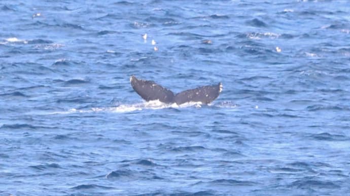 ザトウクジラの尾びれの照合