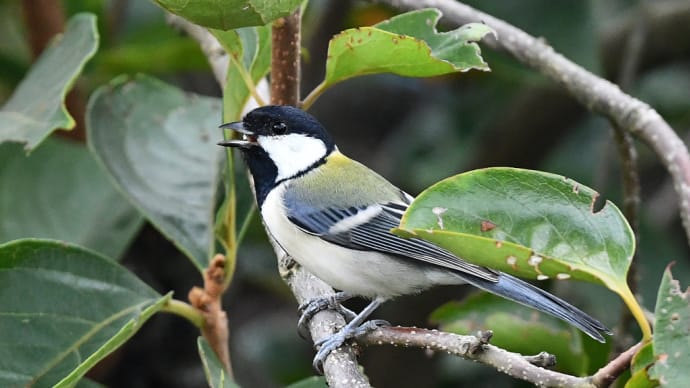 曽谷緑地公園のシジュウカラとメジロ 群れて肥えます