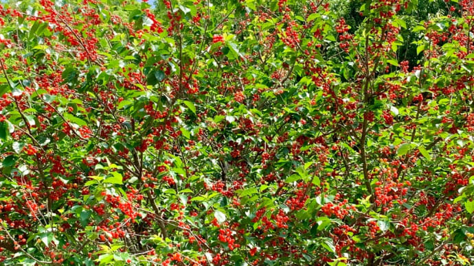 さくらんぼ狩り🍒行ってきました!