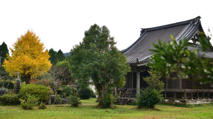 ◆天徳院、国吉神社の銀杏（いすみ市）