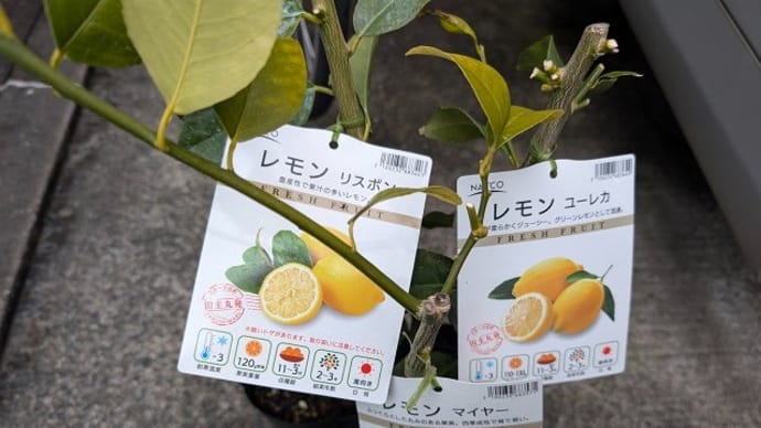 レモン3兄弟