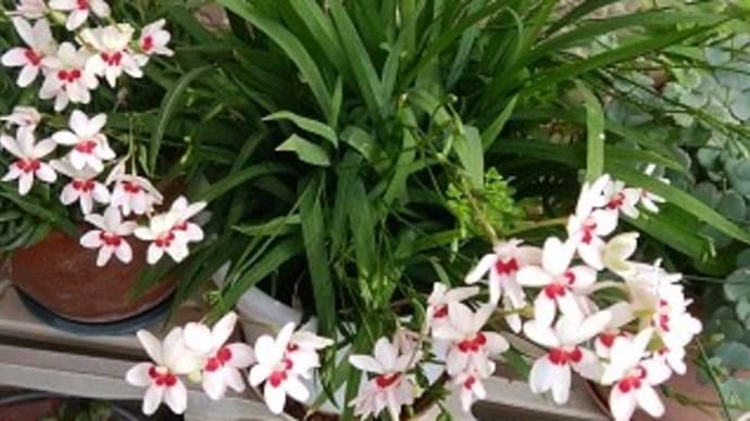 鉢植えにしている、姫緋扇・・・咲いています。