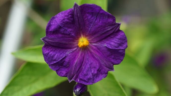 春~秋の花:クコバナスビ
