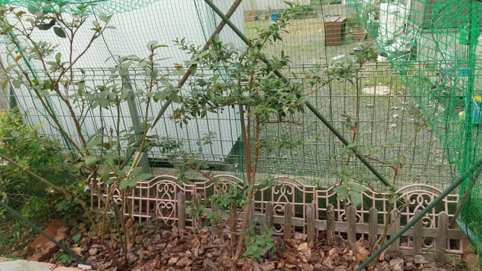 ブルーベリー のブログ記事一覧 狭い庭で野菜を育てます ブルーベリー のブログ記事一覧 狭い庭で野菜を育てます