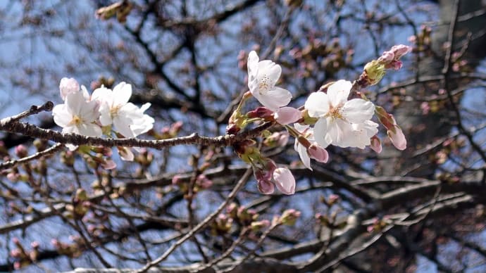 4月4日(木)船岡城址公園·しばた桜まつり
