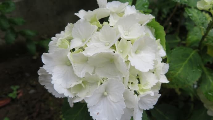 梅雨と紫陽花と抗原検査!