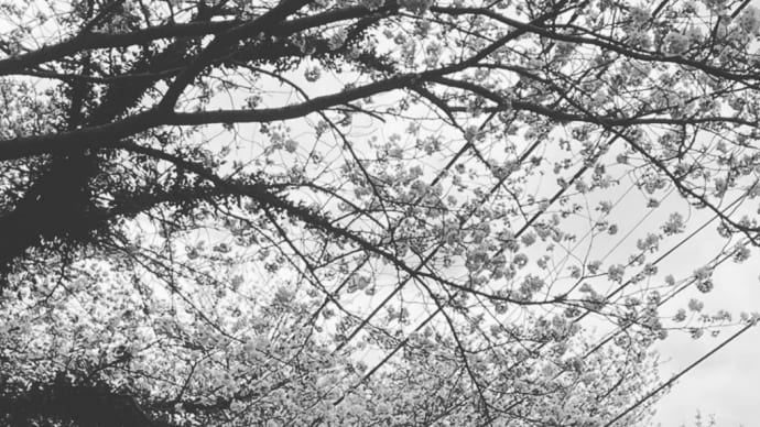 八面山の桜