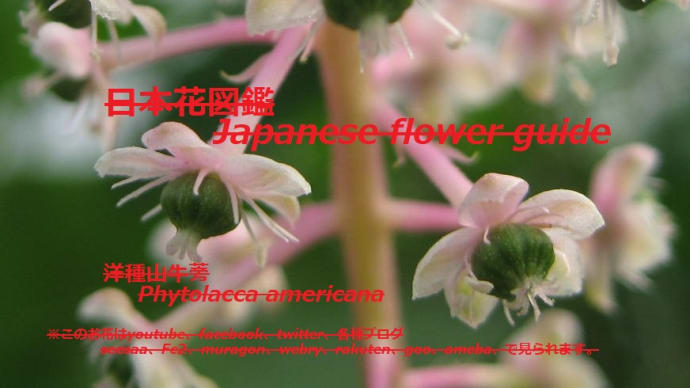 カボチャの花?!Pumpkin flower? !!