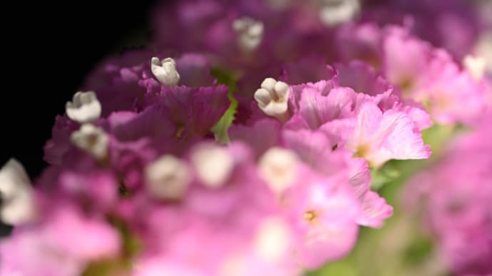 ◆じっくりと花の撮影