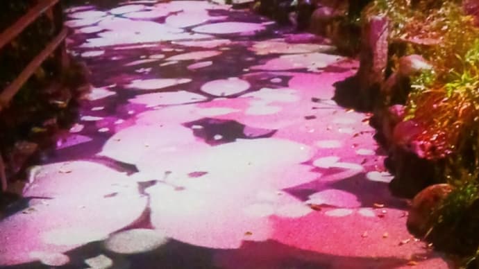 今日は満開の桜も見たよ。