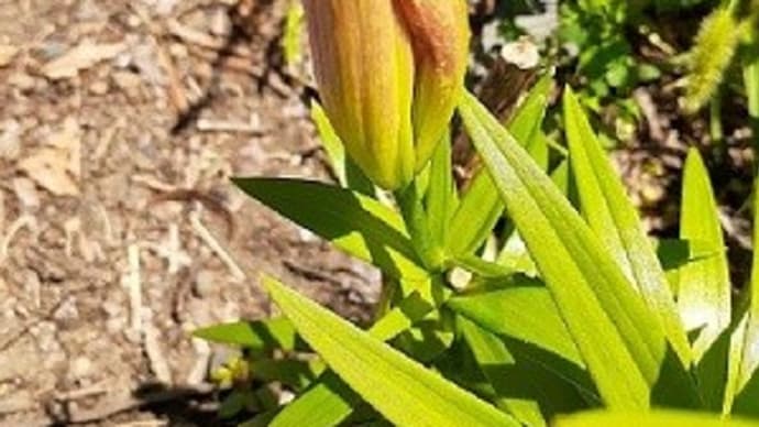 赤葉ケイトウに小さな花芽ができスカシユリは咲くはずの花が消えたとですッ( ;∀;)