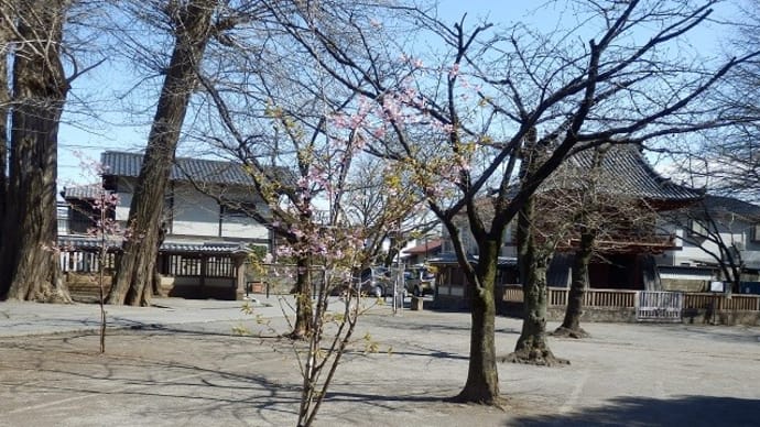 喜多院の早咲きのサクラ