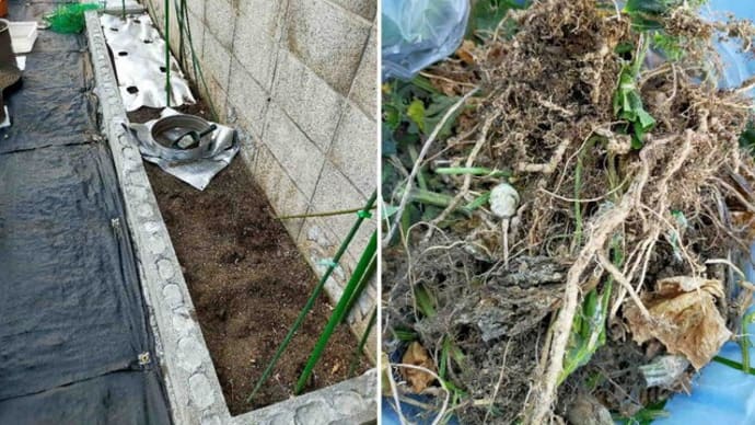 キュウリがネコブセンチュウの被害を受けてしまいました
