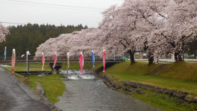 中山河川公園桜満開（でも雨）