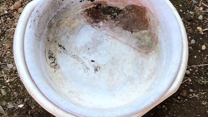 2/22 プラスチックの洗い桶2つ 外にありましたです。