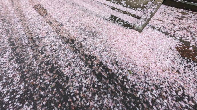 正覚寺の桜🌸