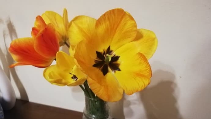 チューリップの花に生き生きとしたエネルギーもらってる