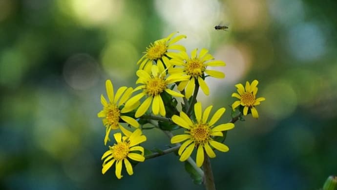 大船FC晩秋の花散歩ラスト