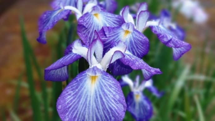 紫陽花と花菖蒲