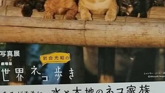 4月24日(土) 猫の麦とごまの日常日記
