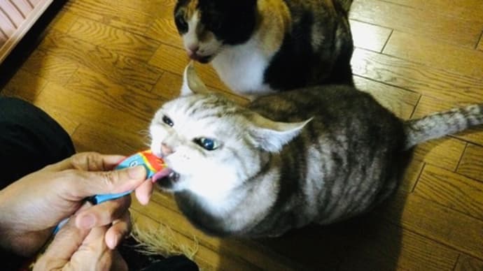 ネコの腹時計