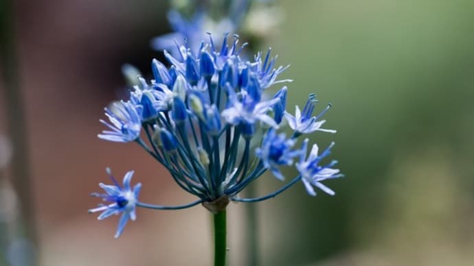 梅雨時に咲く庭の花たち