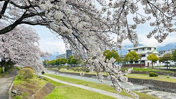 秦野みずなし川緑地の桜（桜2024）