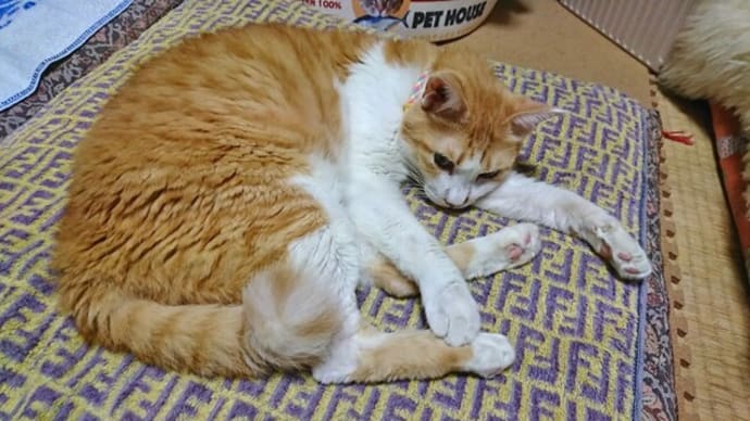 9月27日(月) 猫の麦とごまの日常日記