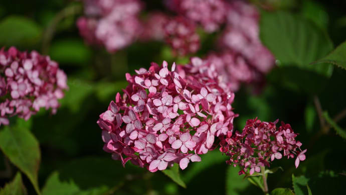 ◆目に留まった紫陽花(服部農園あじさい屋敷/茂原市)