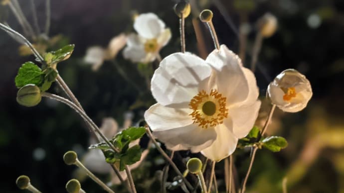 秋の夜と草花と、、、