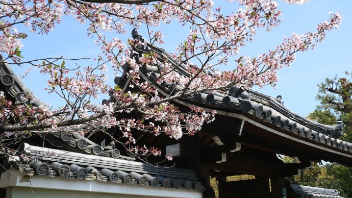 【京都幕間旅情】法金剛院,毎月第三水曜日のみ開かれる鑑真が日本につたえた律宗寺院は関西花の寺二十五霊場