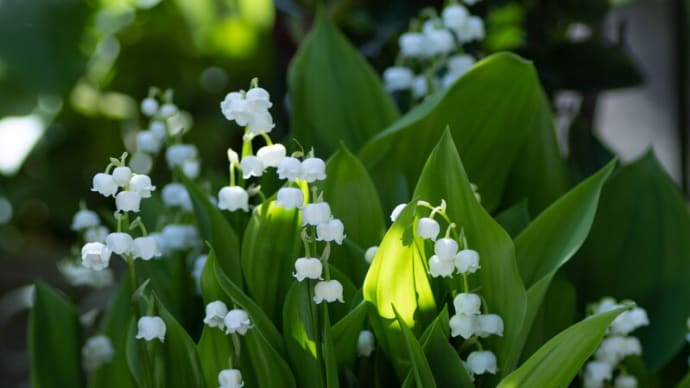 ●我が家の5月の花(2) スズラン ハナカンザシ レッドロビンの花 タツナミソウ のとキリシマ