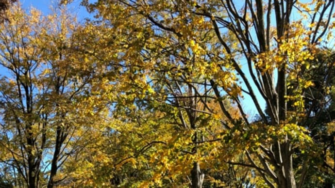 秋の戸山公園