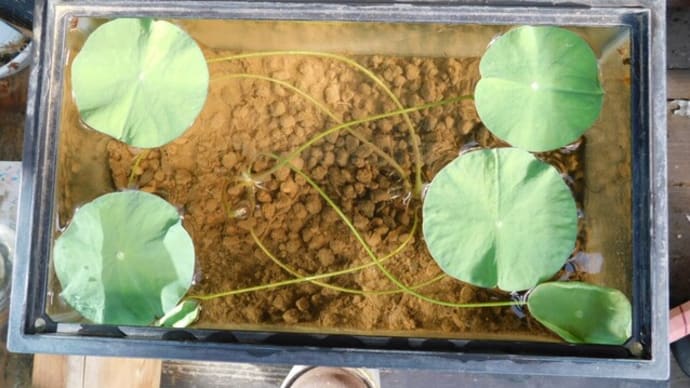 ハスを発芽させてみた その8 水温35度