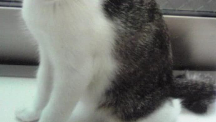 迷い猫⑦