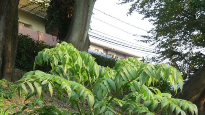 まぐれで百点越え(京都検定)