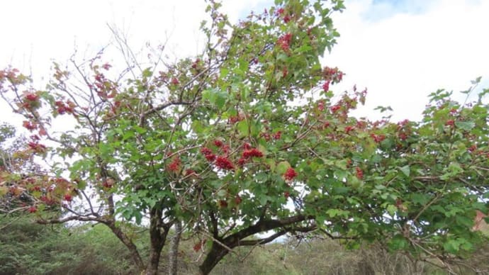 高ボッチ高原・鉢伏山で最近見る事の出来る実・種　カンボク（肝木）の核果