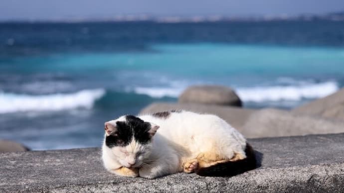 沖縄県の猫たち 2025年1月 その35