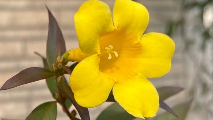 庭のお花達 キャロライナジャスミン他