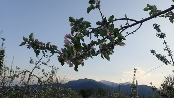 北アルプスの山並みとりんごの花