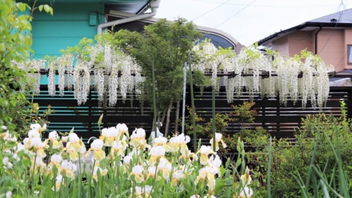藤の花にときめいて