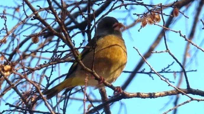 小坂の辺りから鈴の宮公園