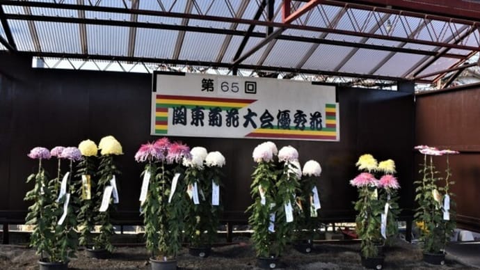 ながめ公園の菊花大会 No.2