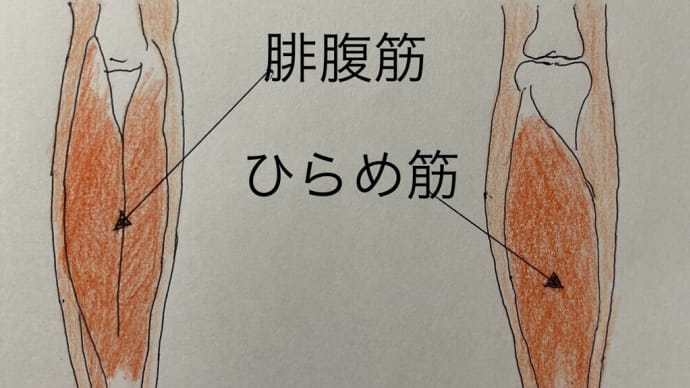 筋肉バランス・栄養バランス