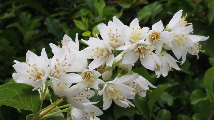 野にありて 匂いし卯の花
