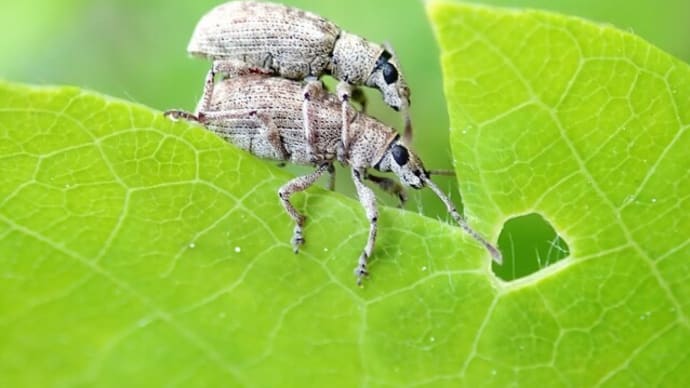 カシワクチブトゾウムシ