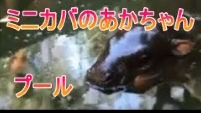 プールでぷかぷか カバの赤ちゃん