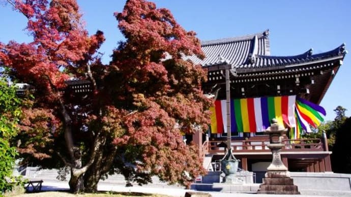 2023年11月21日(火)の「嵐山」・「嵯峨野」・「東福寺・今熊野観音寺・智積院」(16)