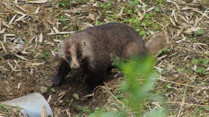 アナグマ　5月5日