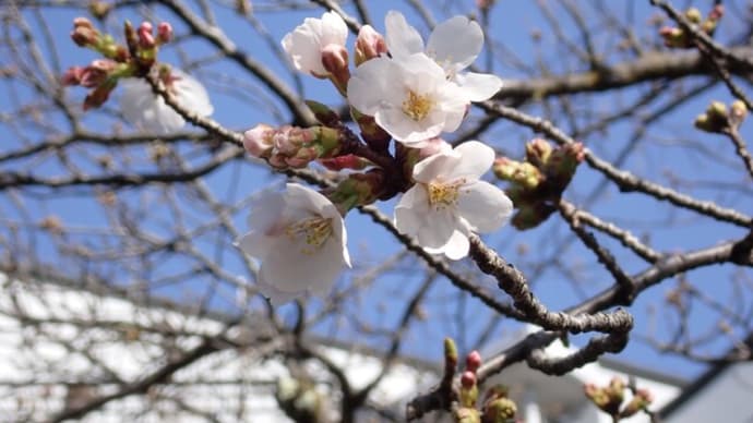 みんなでアジサイの植え替え